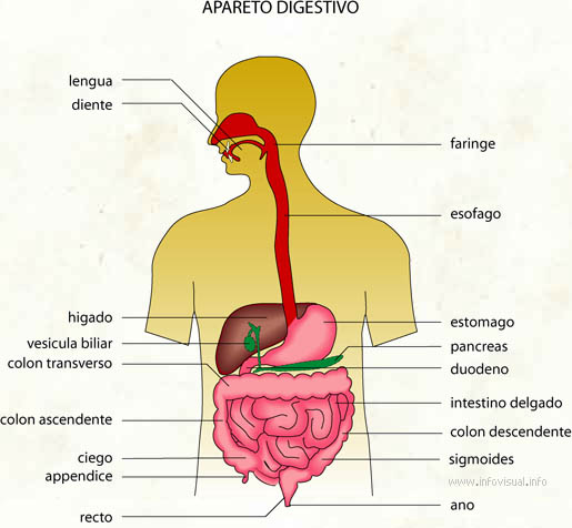 Apareto digestivo (Diccionario visual)